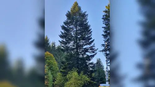 Strasbourg : voici le grand sapin qui ornera bientôt la place Kléber !